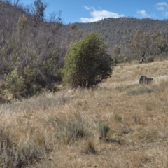 Banksia marginata (Silver Banksia) at Booth, ACT - 21 May 2023 by MLH
