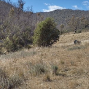 Banksia marginata at Booth, ACT - 21 May 2023