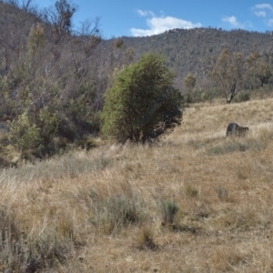 Banksia marginata at Booth, ACT - 21 May 2023 12:50 PM