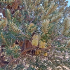 Banksia marginata at Booth, ACT - 21 May 2023 12:50 PM