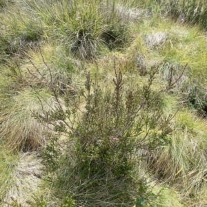 Epacris breviflora at Cotter River, ACT - 14 Apr 2023