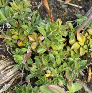 Rhytidosporum alpinum at Cotter River, ACT - 14 Apr 2023 11:04 AM