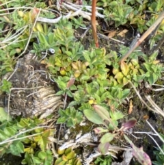 Rhytidosporum alpinum at Cotter River, ACT - 14 Apr 2023 11:04 AM