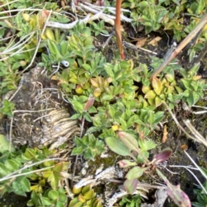 Rhytidosporum alpinum at Cotter River, ACT - 14 Apr 2023 11:04 AM