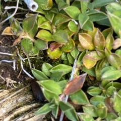 Rhytidosporum alpinum at Cotter River, ACT - 14 Apr 2023 11:04 AM