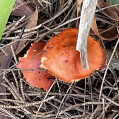 Leratiomyces ceres (Red Woodchip Fungus) at Kaleen, ACT - 22 May 2023 by Hejor1