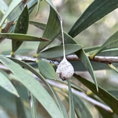 Araneae (order) (Unidentified spider) at Bruce, ACT - 22 May 2023 by Hejor1