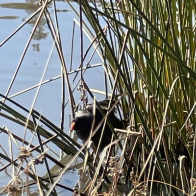 Gallinula tenebrosa (Dusky Moorhen) at Bruce, ACT - 22 May 2023 by Hejor1