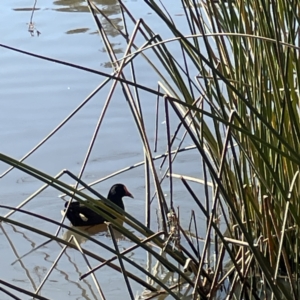 Gallinula tenebrosa at Bruce, ACT - 22 May 2023