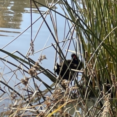 Gallinula tenebrosa at Bruce, ACT - 22 May 2023 10:14 AM