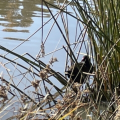 Gallinula tenebrosa at Bruce, ACT - 22 May 2023