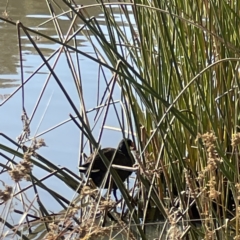 Gallinula tenebrosa at Bruce, ACT - 22 May 2023