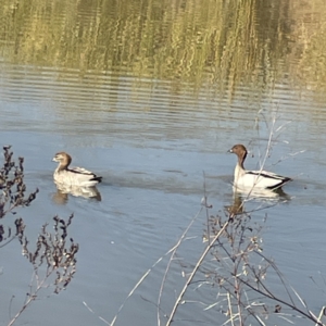 Chenonetta jubata at Bruce, ACT - 22 May 2023 10:23 AM