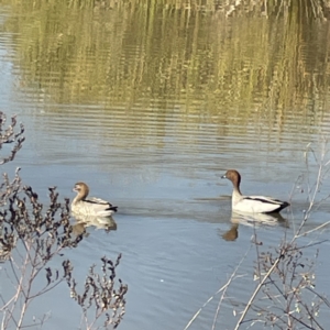 Chenonetta jubata at Bruce, ACT - 22 May 2023 10:23 AM