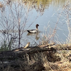 Chenonetta jubata at Bruce, ACT - 22 May 2023 10:23 AM