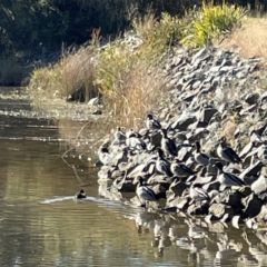 Chenonetta jubata at Bruce, ACT - 22 May 2023 10:23 AM