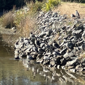 Chenonetta jubata at Bruce, ACT - 22 May 2023 10:23 AM