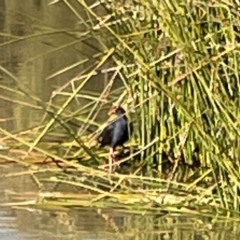 Porphyrio melanotus (Australasian Swamphen) at Bruce, ACT - 22 May 2023 by Hejor1