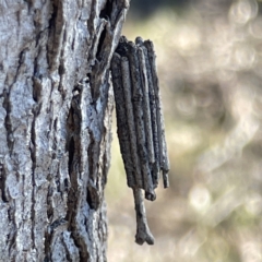 Clania ignobilis (Faggot Case Moth) at Bruce, ACT - 22 May 2023 by Hejor1