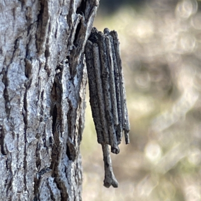 Clania ignobilis (Faggot Case Moth) at Bruce Ridge to Gossan Hill - 22 May 2023 by Hejor1