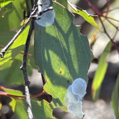 Unidentified Psyllid, lerp, aphid or whitefly (Hemiptera, several families) at Bruce, ACT - 22 May 2023 by Hejor1