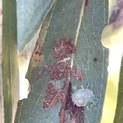 Unidentified Psyllid, lerp, aphid or whitefly (Hemiptera, several families) at Bruce, ACT - 22 May 2023 by Hejor1