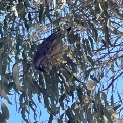 Anthochaera carunculata (Red Wattlebird) at Bruce, ACT - 22 May 2023 by Hejor1