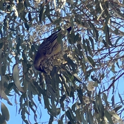 Anthochaera carunculata (Red Wattlebird) at Bruce, ACT - 22 May 2023 by Hejor1