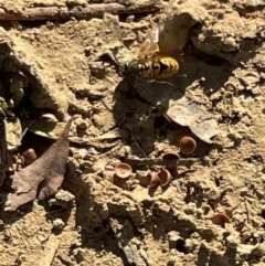 Vespula germanica (European wasp) at Bruce, ACT - 22 May 2023 by Hejor1