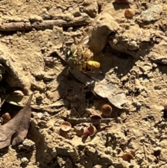 Vespula germanica at Bruce, ACT - 22 May 2023