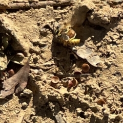 Vespula germanica at Bruce, ACT - 22 May 2023 11:18 AM