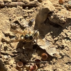 Vespula germanica at Bruce, ACT - 22 May 2023 11:18 AM