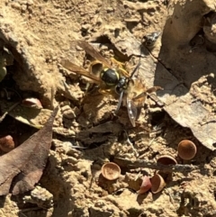 Vespula germanica at Bruce, ACT - 22 May 2023 11:18 AM