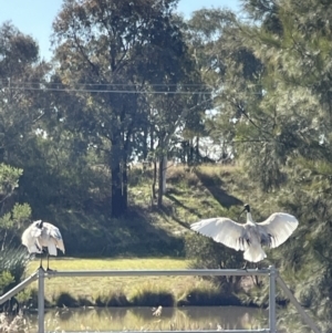 Threskiornis molucca at Bruce, ACT - 22 May 2023 11:20 AM