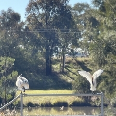 Threskiornis molucca at Bruce, ACT - 22 May 2023 11:20 AM