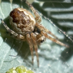 Salsa fuliginata (Sooty Orb-weaver) at Bruce Ridge to Gossan Hill - 22 May 2023 by Hejor1