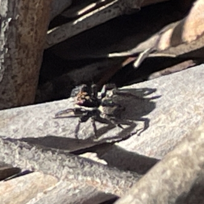 Jotus auripes (Jumping spider) at Bruce, ACT - 22 May 2023 by Hejor1