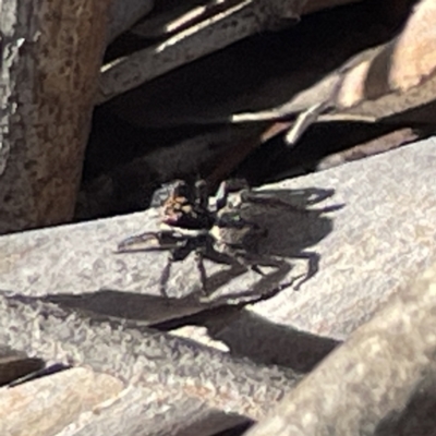 Jotus auripes (Jumping spider) at Bruce, ACT - 22 May 2023 by Hejor1