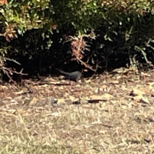 Turdus merula at Bruce, ACT - 22 May 2023 12:42 PM