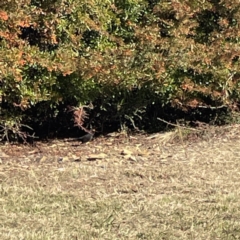 Turdus merula at Bruce, ACT - 22 May 2023 12:42 PM