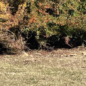 Turdus merula at Bruce, ACT - 22 May 2023 12:42 PM