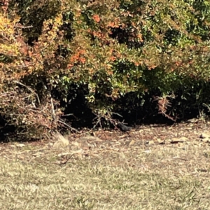 Turdus merula at Bruce, ACT - 22 May 2023 12:42 PM