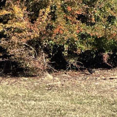 Turdus merula at Bruce, ACT - 22 May 2023 12:42 PM