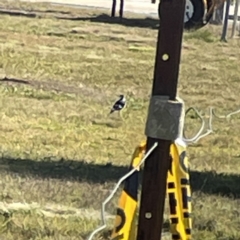 Grallina cyanoleuca (Magpie-lark) at Bruce, ACT - 22 May 2023 by Hejor1