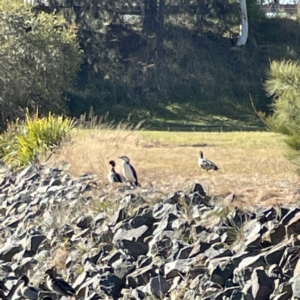 Microcarbo melanoleucos at Bruce, ACT - 22 May 2023