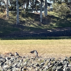 Microcarbo melanoleucos at Bruce, ACT - 22 May 2023