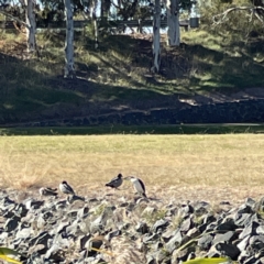 Microcarbo melanoleucos at Bruce, ACT - 22 May 2023