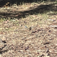 Malurus cyaneus (Superb Fairywren) at Bruce, ACT - 22 May 2023 by Hejor1