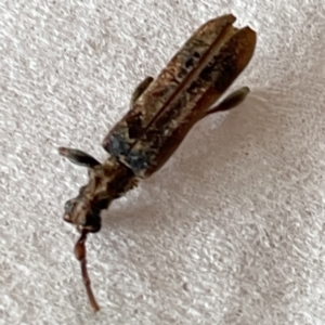 Tessaromma undatum at Surf Beach, NSW - 20 May 2023 02:03 PM