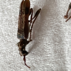 Tessaromma undatum at Surf Beach, NSW - 20 May 2023 02:03 PM